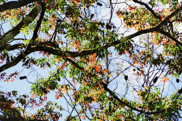 Bu Gia Map national park in Binh Phuoc province, Vietnam, one of the favorite adventure forest trekking sites