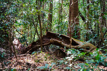 Bu Gia Map national park in Binh Phuoc province, Vietnam, one of the favorite adventure forest trekking sites