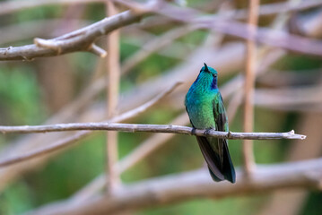 hummingbird, small bird with fast flight and iridescent colors