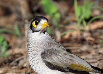 Close up of a noisy miner bird sitting on the ground