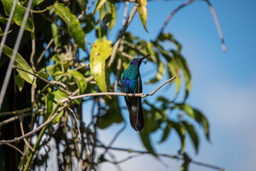hummingbird, small bird with fast flight and iridescent colors