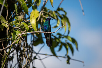 hummingbird, small bird with fast flight and iridescent colors