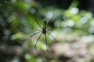 spider on a web