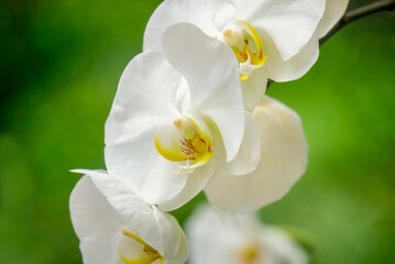 The soft delicate beauty of a blooming white Phalaenopsis orchid in Singapore. Selective focus on the center yellow speckled labellum, or lip .