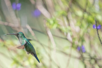 Fototapeta na wymiar hummingbird, small bird with fast flight and iridescent colors