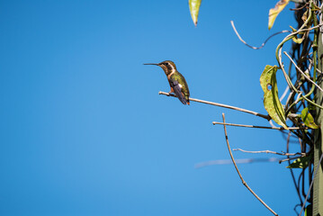 hummingbird, small bird with fast flight and iridescent colors