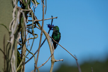 hummingbird, small bird with fast flight and iridescent colors