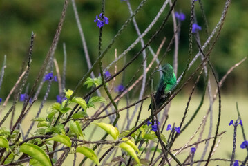 hummingbird, small bird with fast flight and iridescent colors