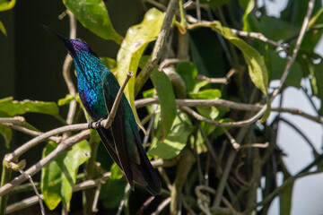 hummingbird, small bird with fast flight and iridescent colors