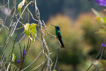 hummingbird, small bird with fast flight and iridescent colors