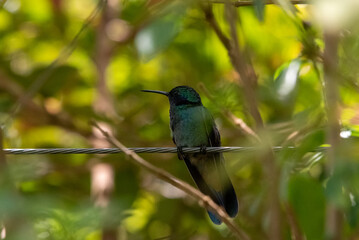 hummingbird, small bird with fast flight and iridescent colors