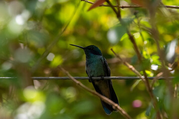 hummingbird, small bird with fast flight and iridescent colors