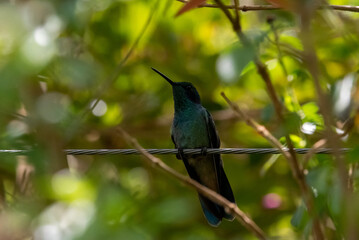 hummingbird, small bird with fast flight and iridescent colors