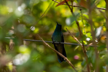 hummingbird, small bird with fast flight and iridescent colors