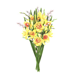 daffodil bouquet with willow on white background. Watercolor hand drawing illustration. Art for decoration and design
