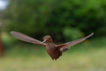 hummingbird, small bird with fast flight and iridescent colors