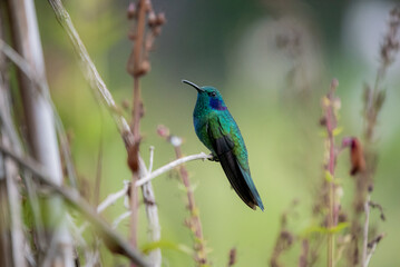 hummingbird, small bird with fast flight and iridescent colors