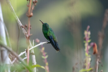 hummingbird, small bird with fast flight and iridescent colors