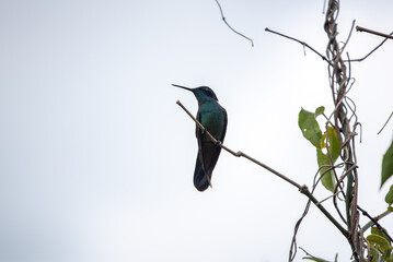 hummingbird, small bird with fast flight and iridescent colors