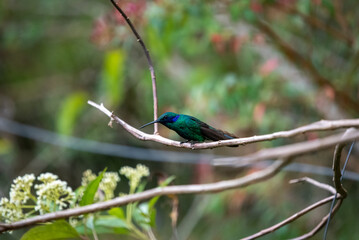 hummingbird, small bird with fast flight and iridescent colors