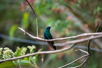 hummingbird, small bird with fast flight and iridescent colors
