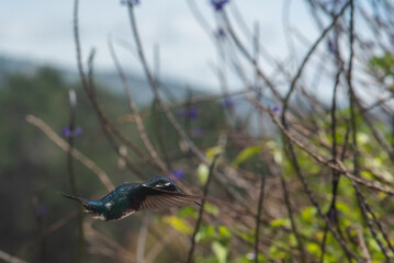 hummingbird, small bird with fast flight and iridescent colors