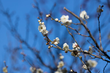 白梅　白い梅の花