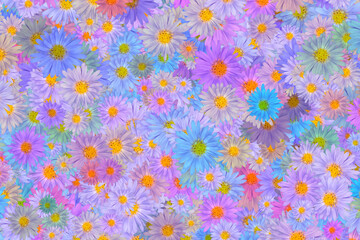 Obraz premium Tataricus aster, also called Tatarinow aster, is a member of the flowering plant genus Aster. closeups