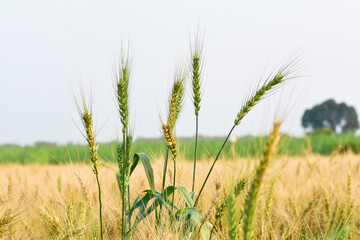 A field with golden ears of wheat on a hot summer day
