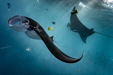 manta rays swimming with plastic trash - obrazy, fototapety, plakaty