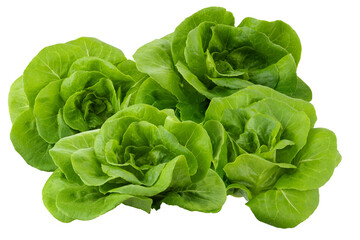 Head of butterhead lettuce isolated on a transparent background