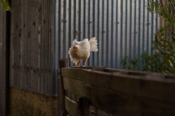 Gallina BLanca