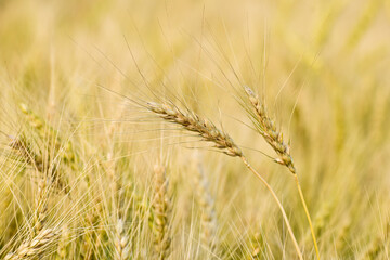 Fototapeta premium A field with golden ears of wheat on a hot summer day