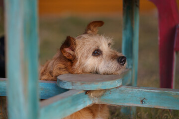 Perro reposando