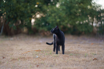Gato negro en patio