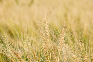 A field with golden ears of wheat on a hot summer day
