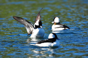 Buffleheads, male