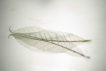 スケルトンリーフ13