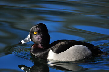 Ring-necked duck male