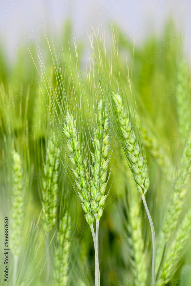 Wall mural A field with green ears of wheat on a hot summer day