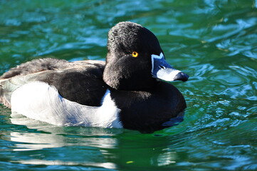 Ring-necked duck male