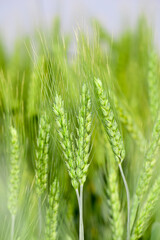 A field with green ears of wheat on a hot summer day