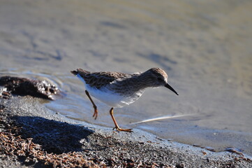 Least sandpiper running