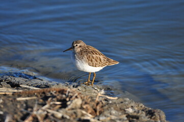 Least sandpiper