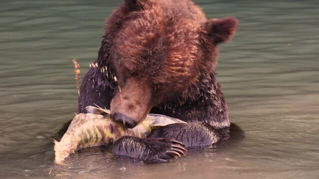 Grizzly bear. Big brown bear catching and eating living salmon in river. Grizzly Bear on Coastal British Columbia near Toba inlet and Campbell River, Canada. Closeup