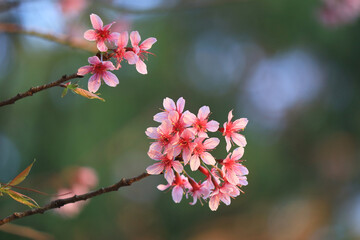 Wild Himalayan Cherry Blossom flowers. Close up pink exotic flowers on pink background in park with morning light.