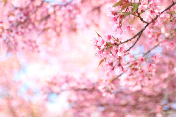 Wild Himalayan Cherry Blossom flowers. Close up pink exotic flowers on pink background in park with morning light.