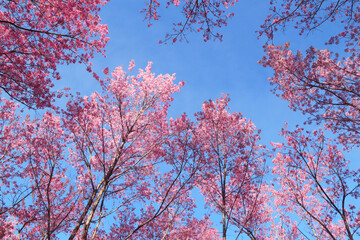Wild Himalayan Cherry Blossom flowers. Close up pink exotic flowers on Cherry blossom tree in park with morning light. 