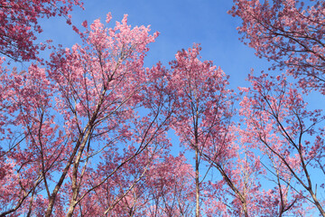 Wild Himalayan Cherry Blossom flowers. Close up pink exotic flowers on Cherry blossom tree in park with morning light. 