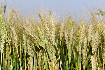A field with golden ears of wheat on a hot summer day